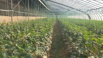 大荔县 智能引领 机械赋能 全力打造农业现代化新标杆