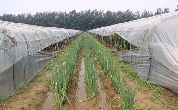 大葱种植技术创新与农业现代化发展路径
