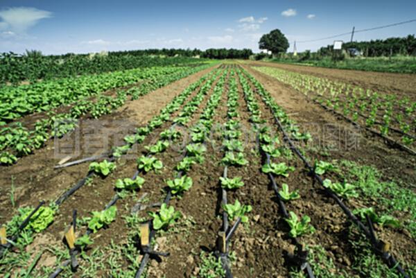 生菜种植园 现代农业种植技术的创新开发与应用