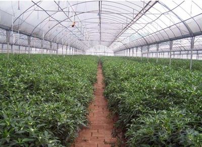 创新驱动发展 贵阳种植大棚设计与农业种植技术开发一体化探索