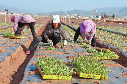 剑川 紧盯节令移栽忙 科技赋能蔬菜产业提质增效