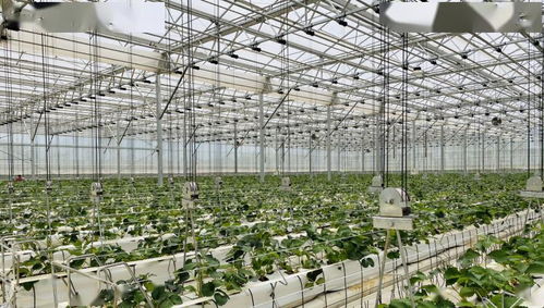 科技赋能农业 以色列经验的中国实践在云南启航