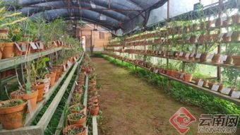 云南瑞丽岭瑞农业精准扶贫112户贫困户 走农业技术开发致富路
