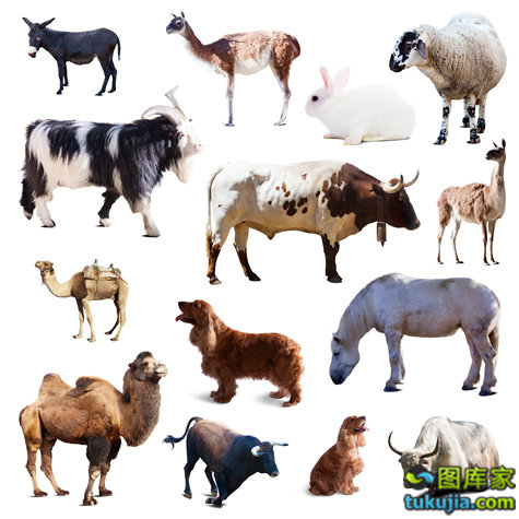 农业种植技术与动物摄影 家禽家畜的生物世界