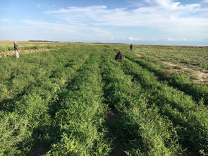 优化农业种植结构，大力发展特色经济 技术开发与创新路径