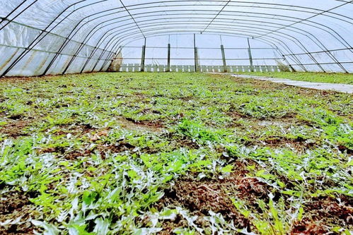 长胜村水稻育苗大棚的新生机 蒲公英种植助农增收与农业技术开发