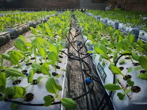 携手企业界共同探索内蒙古百岁园农业种植技术开发