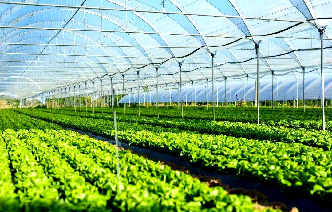 蔬菜集约化种植技术的演进与当代农业开发的挑战