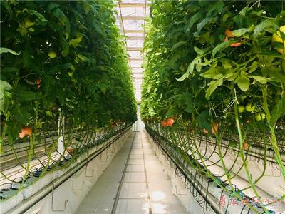 无土之壤，未来之味 青岛高科技农场引领西红柿种植革命