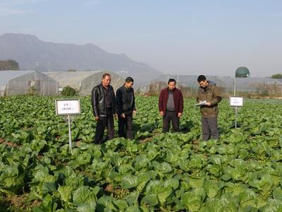 有机蔬菜示范种植技术探索 湖北黄石综合试验站引领农业绿色发展