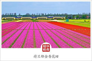 与时间赛跑的云南花农 农业技术革新下的种植革命