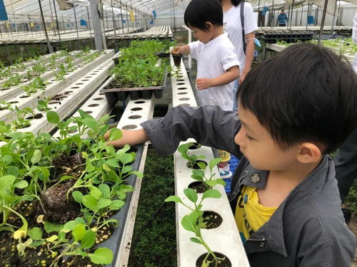 当城市农学家，探秘无土栽培蔬菜工厂，感受农业科技之光